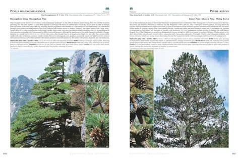 | Conifers Around the World - raincitystudios.com