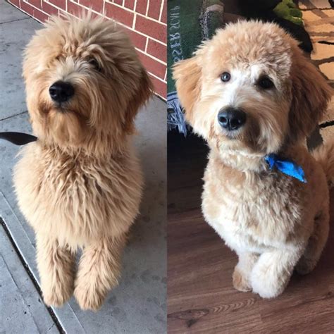 |A good haircut helps your Labradoodle look fantastic and feel his best