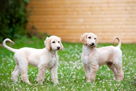 |A highly shedding coat presents a higher risk to allergy sufferers than non-shedding dogs like a labradoodle puppy