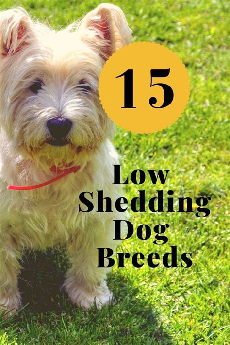 |A low shedding coat simply means that there will be less of these about the house and, therefore, less chance of triggering a reaction