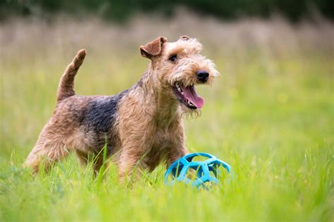 |Activity-loving families adore these dogs for their propensity towards sports, and anyone who prefers low-shedding pooch benefits from their wooly or fleecy fur