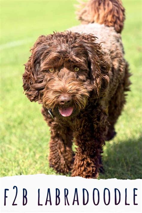 |Additionally, F2B Labradoodle puppies are often hypoallergenic, making them an ideal pet for those who suffer from allergies