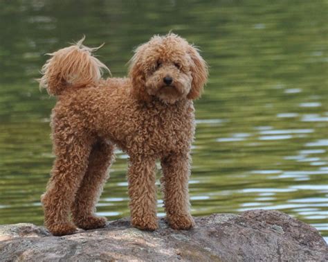 |Adult F1B Mini labradoodle dogs range in size from 14 inches in height and pounds in weight