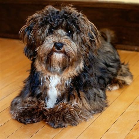 |Adult Havanese dogs are usually " tall at the shoulders and weigh about pounds