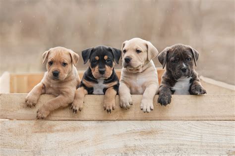 |All of their puppies are born and raised in their very own home so that they all receive round-the-clock care and nurture that they deserve