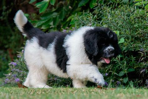 |All our newfoundland puppies are loved and handled daily from birth