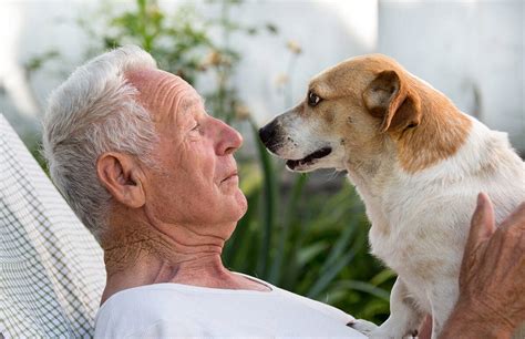 |All shelter pets deserve loving homes, but senior pets are often overlooked