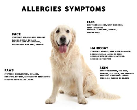 |Allergies have more to do with the individual dog than the breed type
