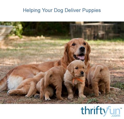 |Although we never ship puppies, we will sometimes personally deliver puppies for a reasonable fee