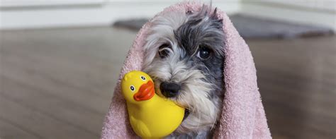 |And believe us, no one wants to deal with a miserably tangled pup!|Speaking of bathtime, regular bathing helps to remove dirt, debris, and any lingering odors that your pup may have picked up on their outdoor romps