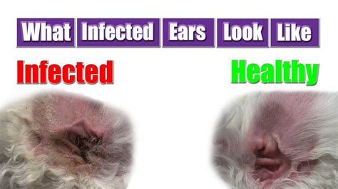 |Are the Puppies Health-Tested?|For example, ear discharge could indicate an infection, while a dull coat suggests skin allergies
