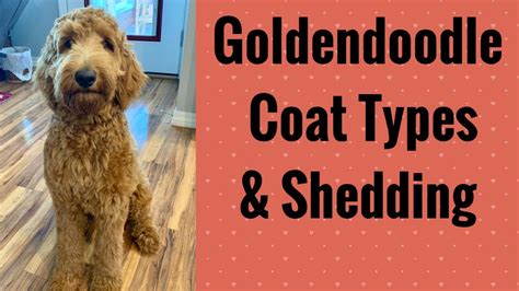 |Are you dealing with a shedding puppy coat right now?|We would love to hear about your experiences with the Labradoodle puppy coat in the comments