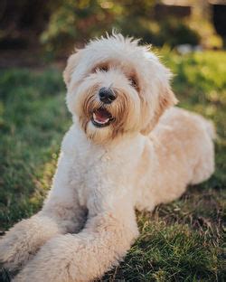 |As a registered member of the Worldwide Australian labradoodles Association, WALA our breeding program along with hundreds of other programs across the world, are dedicated to ethical breeding, and continued focus on the improvement of the Australian labradoodle breed