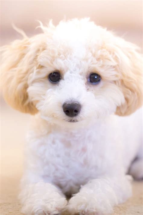 |Because they are bred to have the coat qualities of a Poodle, these pups are a popular option for owners looking to adopt a hypoallergenic dog