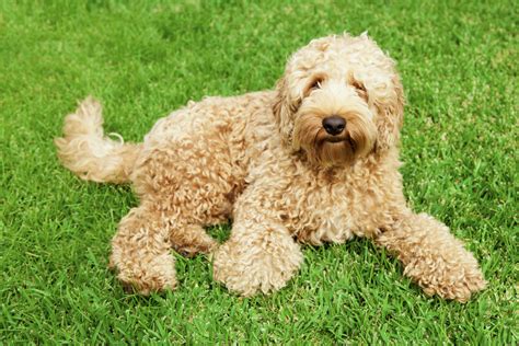|Behavior and Training Tips for Labradoodles Labradoodle Personality and Temperament The high-energy, attention-seeking, intelligent Labradoodle requires frequent exercise, interaction, and play