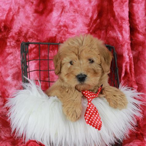 |Below are some Mini Labradoodle pups that have been adopted