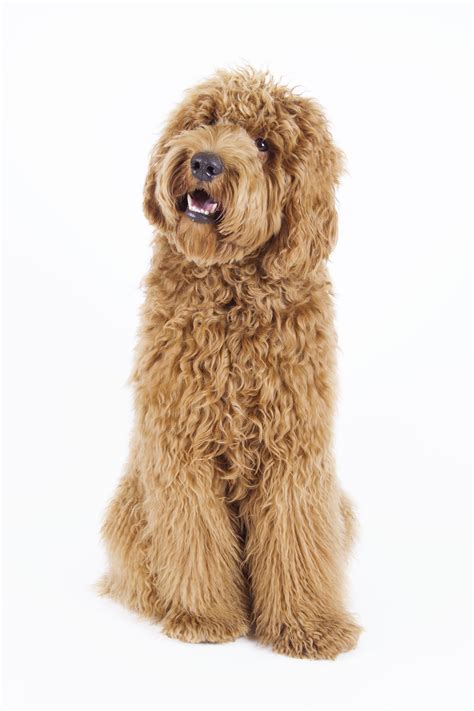 |Below we will provide more information about the Labradoodle and why we believe you will fall in love with them