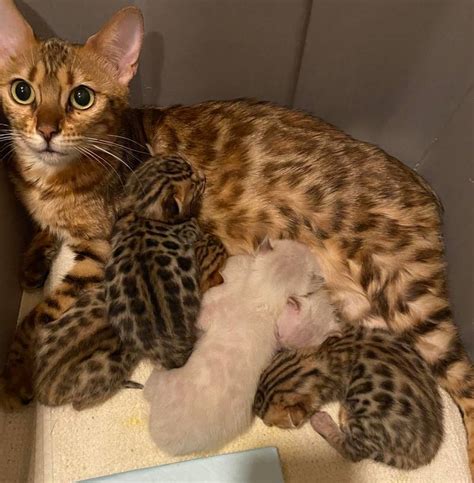 |Bengal Kittens For Sale!|Then, you