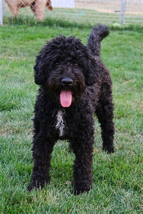 |Black Black Labradoodles should be solid in color with no sprinklings of other colors throughout the coat