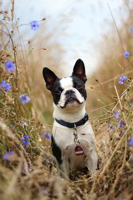 |Boston Terriers are brachycephalic or short-faced dogs with a well-defined stop