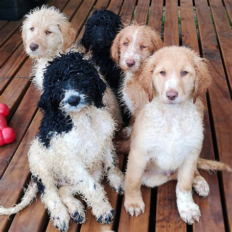 |Bred together, the hugely popular Labradoodle, which seems to moderate the extremes of both breeds, is intelligent, easy going and an affectionate companion with a low to non-shedding coat