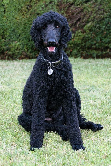 |But, both the Labrador Retriever and the Standard Poodle dog breeds have known heritable genetic health issues