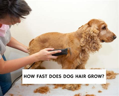 |But, it is ideal for hot weather and your dog will have the whole summer to grow back its hair