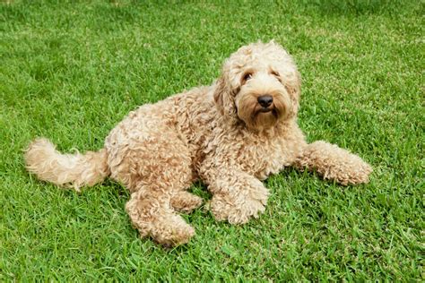 |By backcrossing to the Poodle, the F1B Labradoodle will lose some of its genetic diversity