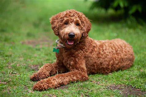 |By creating a safe and fun environment and reflecting an exciting personality for them to mirror, your Labradoodle will have a better likelihood of enjoying bath time from the start