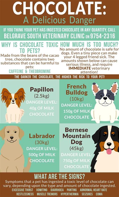 |Chocolate Theobromine and caffeine in chocolate and chocolate-adjacent products are toxic to dogs