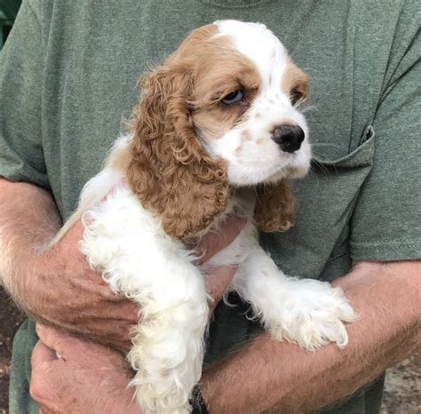 |Cocker Spaniel Puppies for Sale