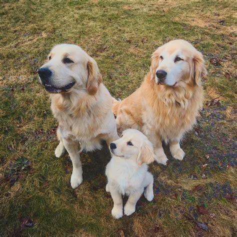 |Coltriever are a mix between Golden Retriever father and