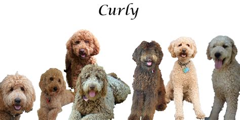 |Curly Wavy Straight A curly coat is the most Poodle like, and a straight coat is the most similar to the coat of the Labrador