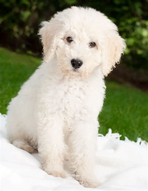 |Do Labradoodles Shed?|Most Labradoodles shed very little to none at all
