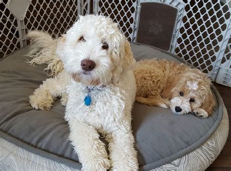 |Do Labradoodles in Huntington get along with kids?|Labradoodles have a reputation for being patient and good-natured, which makes them a wonderful family pet when owners properly train them