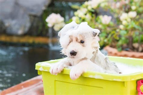 |Do mini baths or fast baths for the puppy coat until this age