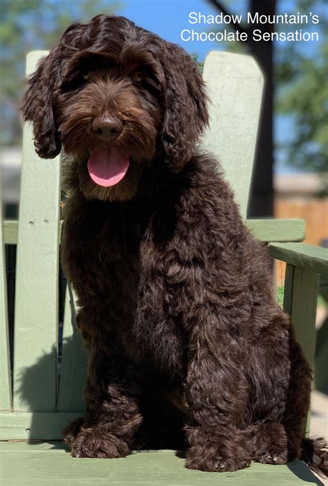 |Do yourself a favor and visit Charl and Shadow Mountain Labradoodles if you are considering a new puppy
