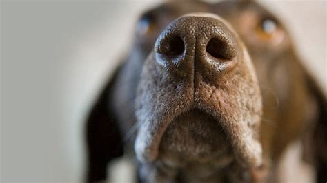 |Dogs have an incredible sense of smell, and the spot in the house they used once will lure them again and again to do their business unless you remove all evidence of the act