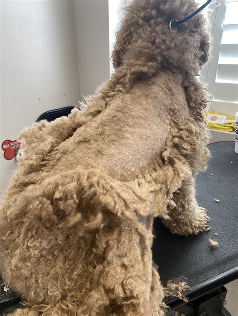 |Doodle coat will start to thicken and mat, this is the time to start grooming