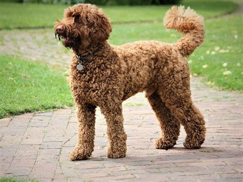 |During their senior years, Labradoodles are more susceptible to health problems, which means owners need to keep a watchful eye