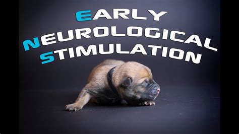 |Each of our puppies is exposed to early neurological stimulation exercises known as the "Super Dog" Program