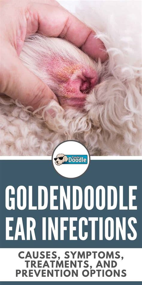 |Ear infections: These can be a particular problem in Labradoodles