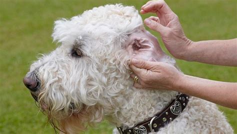 |Ear infections can be a problem in Labradoodles