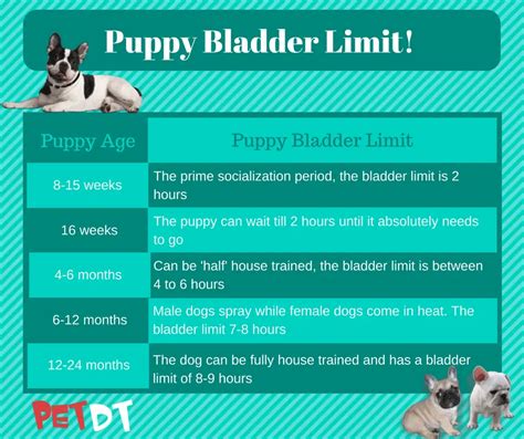 |Figure that your pup can hold its bladder and bowels one hour for each month of age, and then add one more hour