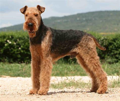 |Find Airedale Terrier puppies for sale Near Irving, TX Deeply devoted and distinguished, the Airedale is an intelligent, multi-talented Terrier that can do nearly any job