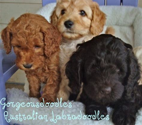 |First Generation Labradoodle pups in gorgeous shades of chocolate,red,apricot and CafeAu