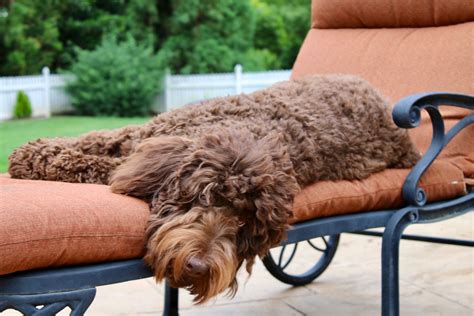 |For details on what allergy friendly indicates please read our Labradoodles and Shedding section of this website