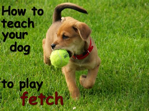 |For example, play fetch with your pet, take an extra walk, or provide your Labradoodle with mentally stimulating toys to curb the negative behavior