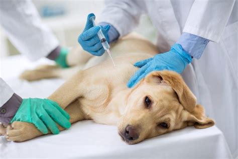 |For example, to small children cornering their family pets or to the vets giving them their shots