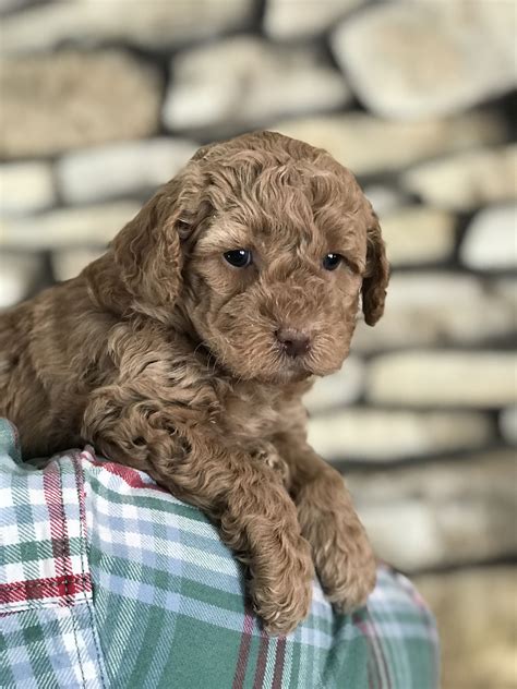 |For more info about Labradoodle puppies or mini Labradoodle puppies, please email nathan crockettdoodles